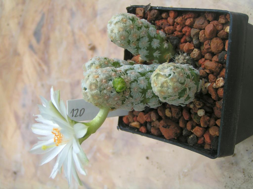 Mammillaria theresae albiflora